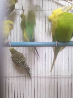 budgies & rabbits healthy and active hen