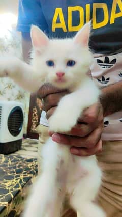 persian kittens for sale