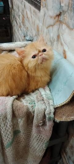 Persian peke Female Kitten