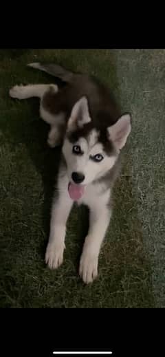 Siberian Husky