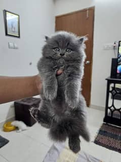 Persian kittens and cats available Whatsapp Number 03018041623