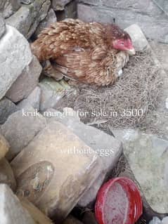 kruk murghi ,desi mix aseel murgha aur murghi for sale egg lying