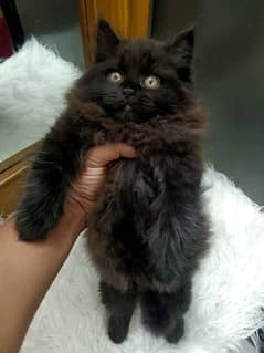 Persian kittens and cats available Whatsapp Number 03018041623