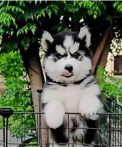 Siberian husky puppie