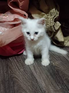 persian kitten for sale.
