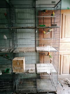 4, 8 portion Cages, Breeder Pairs - Green Ficher, Oplins, Albino