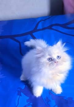 Persian kittens and cats available Whatsapp Number 03018041623