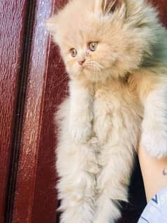 Persian kittens and cats available Whatsapp Number 03018041623