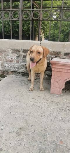 Labrador