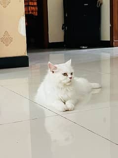 Persian cat pair for sale [03315014348]