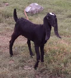 Goat For Sale