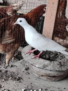 white dove pair