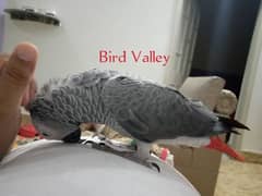 congo african grey very good tamed nd complete self