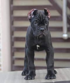 ITALIAN CANE CARSO MALE PUPPY AVAILABLE FOR SALE