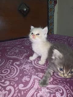 Persian cats