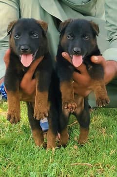 German Shepherd male and female AEG 2 matnth for seal