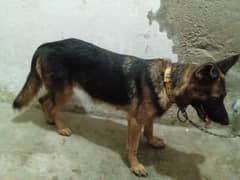 German Shehperd / Female Dog For Sale /Single Coat /Show quality