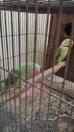 Raw parrot(Alexanderine parrot) for sale