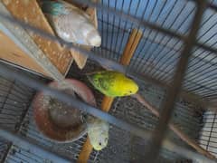 Female Budgies Full Adult