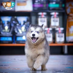 Gaint Size Siberian husky | Blue Eyes Husky Puppy