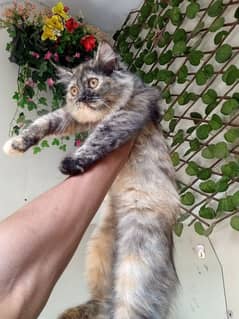 Persian cat triple coated female kitten