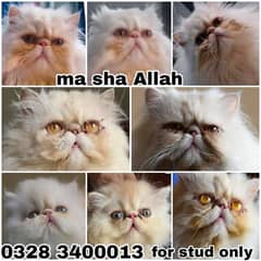Cfa line pure peki face kittens pair imported quality