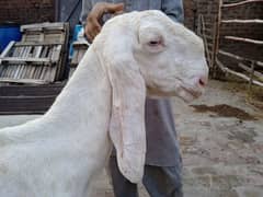 Rajanpuri gulabi bakri 03314596486