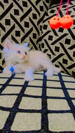 Persian cat kitten