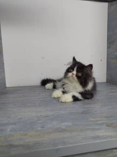 peki female kitten cfa