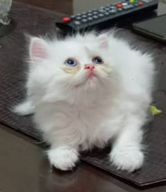 Persian cat female odd eyes