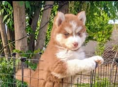 Siberian husky puppie