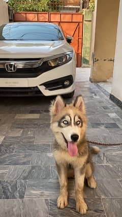 husky