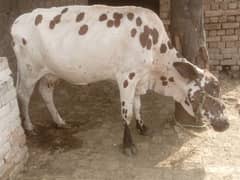 sahiwal + desi cross cow . cntct 03009834813