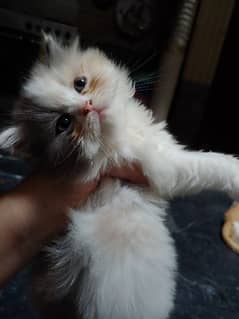persian cat pure home breeder