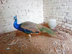 peacock