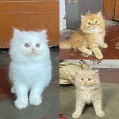 persian kiten available now 03104479848