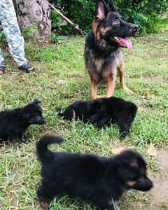 GSD blake mask puppies. Long  Coat