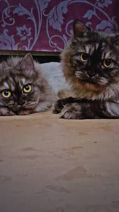 persian Triple coat pair cat 1.3 year old both