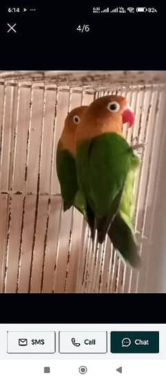 sale my beautiful love bird