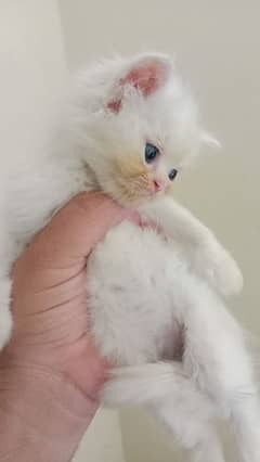 Persian kitten