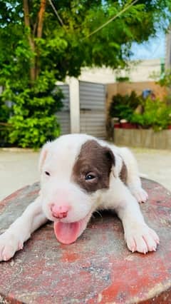 American pitbull puppies | pit bull puppy | Dog For Sale