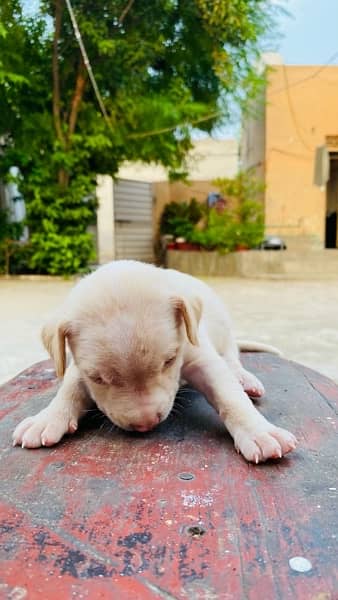 American pitbull puppies | pit bull puppy | Dog For Sale 11