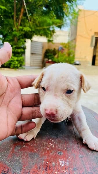 American pitbull puppies | pit bull puppy | Dog For Sale 13