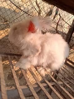 English angora full face male for sale