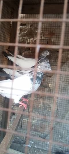 High flying pigeons 03-08-4212-569 Walton Lahore