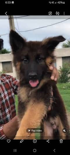 German shepherd