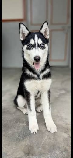 Siberian husky age 4 month