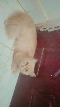 female persian cat for sale