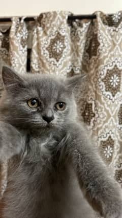 kitten dark gray triple coated Persian kitten