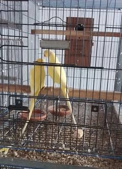 yellow ringneck beautiful healthy pair